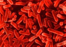 Aeromonas hydrophila